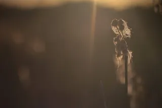 灯光、闪光、阳光、水晶、动物、草、植物、纹理