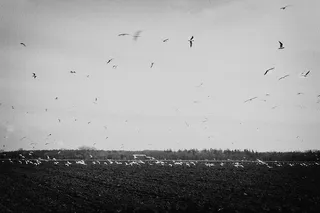 鸟类，飞行，田野，乡村，乡村，黑白，鸟类，大型动物群