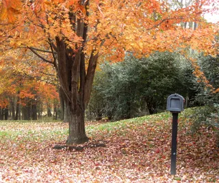 秋天，叶子，邮箱，秋天，树，变化，植物，叶子