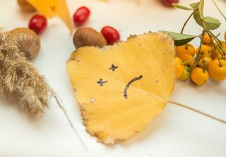 秋天、九月、树叶、浆果、食物、食品和饮料、水果、植物部分