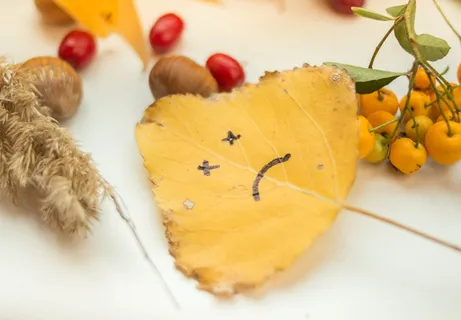 秋天、九月、树叶、浆果、食物、食品和饮料、水果、植物部分 秋天、九月、树叶、浆果、食物、食品和饮料、水果、植物部分