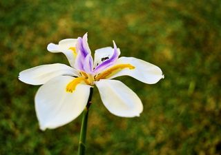 墨西哥，扎波潘，花园，花，细节，昆虫，礼来，开花植物