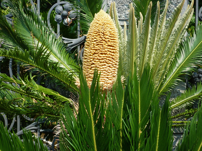 棕榈树，花，花园，丝兰，生长，植物，绿色，叶子