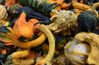 蔬菜，蔬菜，南瓜，食物和饮料，食物，无人，白天，特写