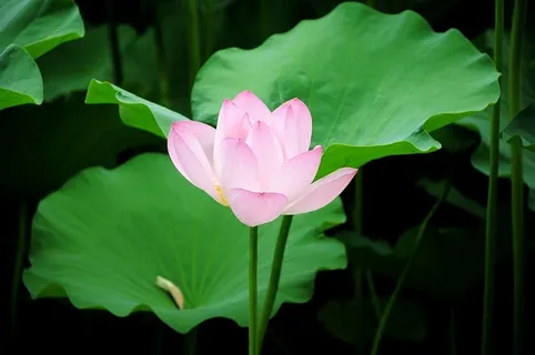 荷花池塘荷花睡莲大自然睡莲植物粉色 荷花池塘荷花睡莲大自然睡莲植物粉色