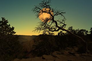 满月，月亮，旁边，树枝，风景，夜晚，树，塞拉多
