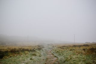 照片，绿色，草地，灰色，黄色，棕色，草地，草地