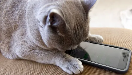 电话，猫，一只动物，动物主题，动物，哺乳动物，通讯，技术