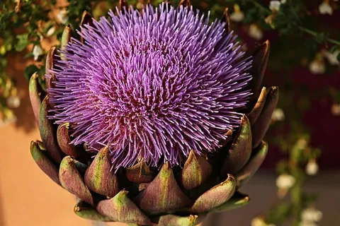 洋蓟,小豆蔻,作物,蓟状,复合材料,花卉蔬菜,紫色,花朵 洋蓟,小豆蔻,作物,蓟状,复合材料,花卉蔬菜,紫色,花朵