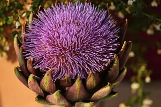 洋蓟，小豆蔻，作物，蓟状，复合材料，花卉蔬菜，紫色，花朵