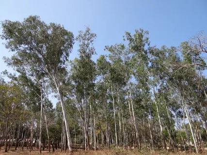桉树林,达瓦德,印度,树木,有机,农业,户外,环境 桉树林,达瓦德,印度,树木,有机,农业,户外,环境