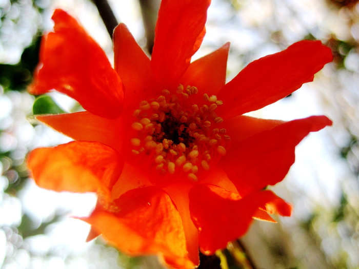 石榴，花，橙色，石榴，花，明亮，雄蕊，花园，红色