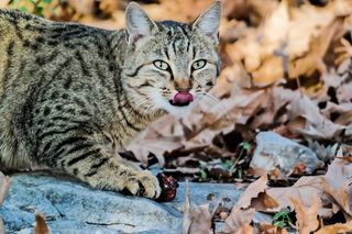 白色石头上的黑白斑猫