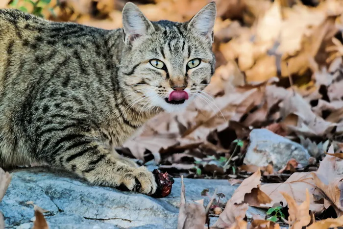 白色石头上的黑白斑猫 白色石头上的黑白斑猫