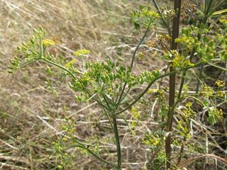 pastinaca sativa，防风草，植物，植物，花，植物学，物种，野花