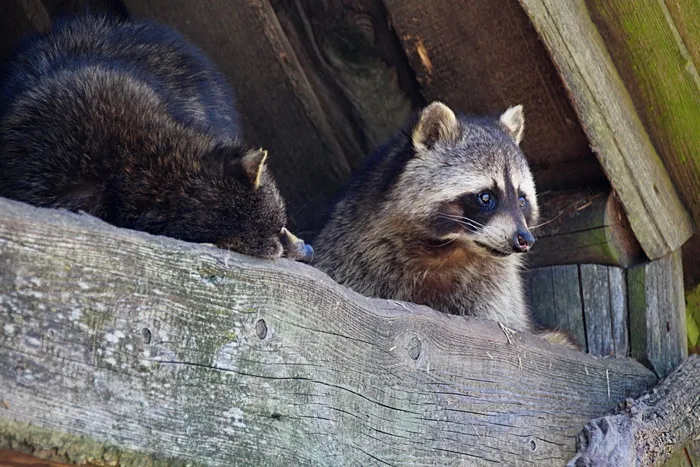 浣熊，动物园，浣熊，野生动物园，头，野生动物，动物主题，动物群