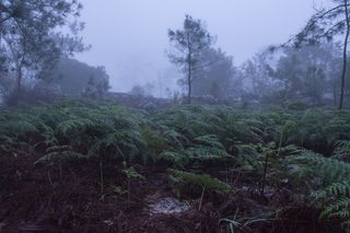 树，自然，植物，绿色，秋叶，自然，植物，蕨类