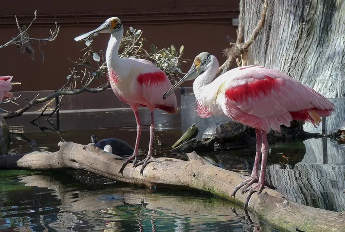 鸟类, 抹刀, 涉禽, 水禽, 脊椎动物, 动物主题, 动物