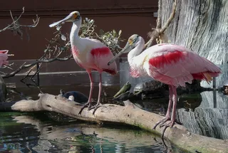 鸟类, 抹刀, 涉禽, 水禽, 脊椎动物, 动物主题, 动物