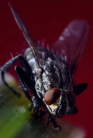 蓝斑，复合，苍蝇，微距，特写，昆虫，蝇眼，微距摄影