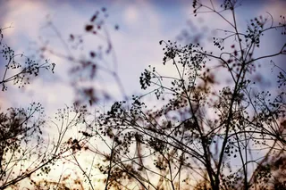 浅色，聚焦摄影，树叶，剪影，植物，日落，花朵，树木