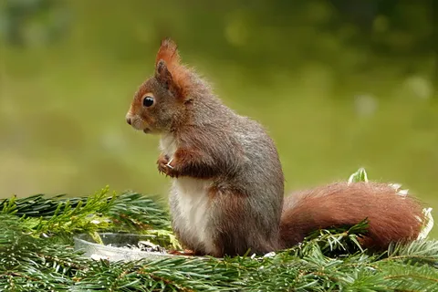 棕色,啮齿动物宏镜头,动物,松鼠,sciurus vulgaris,哺乳动物,啮齿动物,觅食 棕色,啮齿动物宏镜头,动物,松鼠,sciurus vulgaris,哺乳动物,啮齿动物,觅食