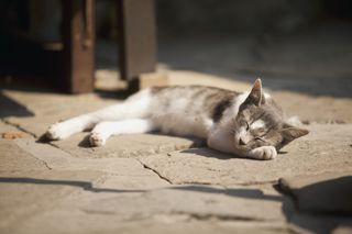 保加利亚, 内塞巴尔, 猫, 懒惰, 街, 宠物, 家猫, 哺乳动物