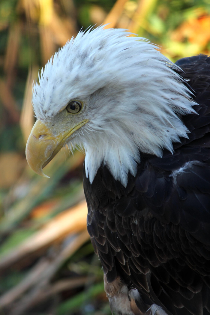 美国，沃特敦，汤普森公园动物园和保护协会，美国，nationalbird，eagle，liberty，regal