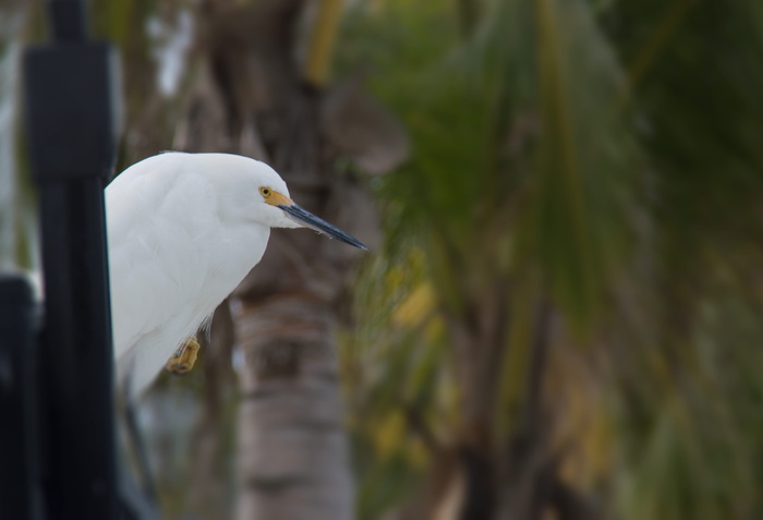安娜玛丽亚岛，美国，滨鸟，海滩，鸟类，沉思，思考，白鹭
