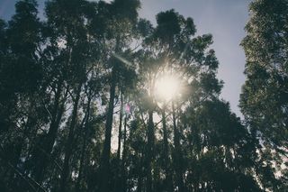 高大树木的低角度摄影