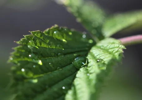 草药,滴水,烹饪草药,薄荷茶,茶草药,治疗,饮料,薄荷 草药,滴水,烹饪草药,薄荷茶,茶草药,治疗,饮料,薄荷