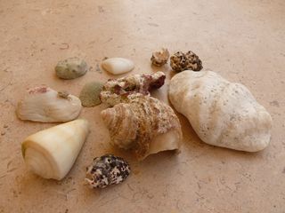 贻贝，海滩，沙子，海，贝壳，假日，贻贝壳，漂流物