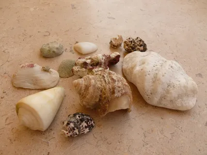 贻贝,海滩,沙子,海,贝壳,假日,贻贝壳,漂流物 贻贝,海滩,沙子,海,贝壳,假日,贻贝壳,漂流物