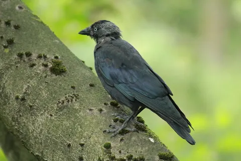 动物园,鹿特丹,佩奇,野生动物,动物主题,动物,野生动物,一种动物 动物园,鹿特丹,佩奇,野生动物,动物主题,动物,野生动物,一种动物