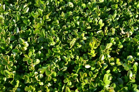 黄杨木,树叶,常绿,绿色,绿色,植物,生长,全框架 黄杨木,树叶,常绿,绿色,绿色,植物,生长,全框架