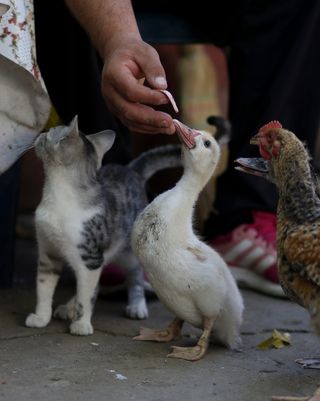 猫，率，鸡，朋友，宠物，食物，可爱，家畜