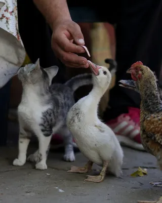 猫，率，鸡，朋友，宠物，食物，可爱，家畜