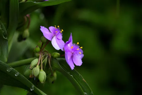 自然,花卉,植物,通常随附,户外,野花,抽象,花 自然,花卉,植物,通常随附,户外,野花,抽象,花