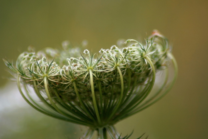 植物、杂草、欧芹、宏观、绿色、特写、无人、选择性聚焦