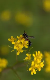 黄蜂,花,黄色,花瓣,自然,野生,开花植物,无脊椎动物 黄蜂,花,黄色,花瓣,自然,野生,开花植物,无脊椎动物