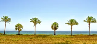 绿色、树木、正面、海滩、棕榈树、景观、海洋