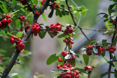 植物、水果、食品、樱桃、自然、莫雷利亚、绿色、壁纸