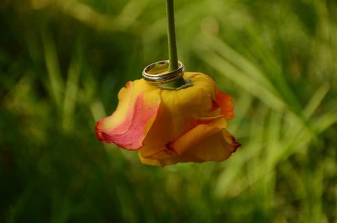 婚礼、戒指、玫瑰、黄金、承诺、浪漫、婚姻、象征