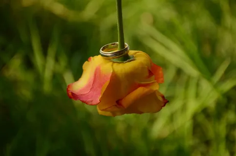 婚礼、戒指、玫瑰、黄金、承诺、浪漫、婚姻、象征 婚礼、戒指、玫瑰、黄金、承诺、浪漫、婚姻、象征