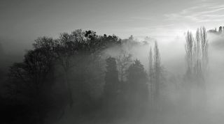 树木，阳光，光线，光线，秋天的森林，自然，雾，树