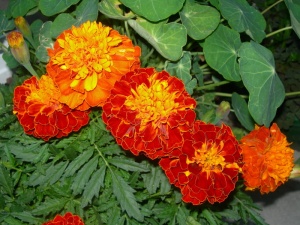 金盏花、橙红色花、金盏花叶、芽、夜、花园、绿叶、菊科