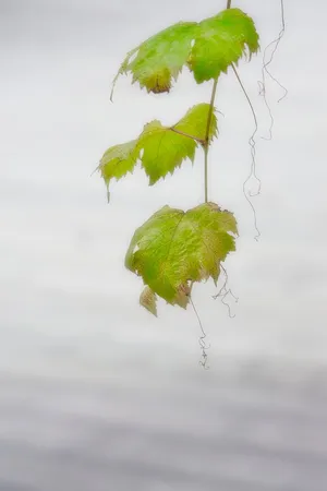 在生与死之间，叶，植物，植物，水，叶，自然，植物的一部分