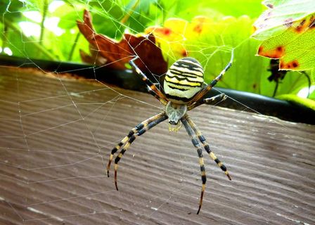 蜘蛛、大黄蜂、美女、帆布、昆虫、资产、捕食者、动物群