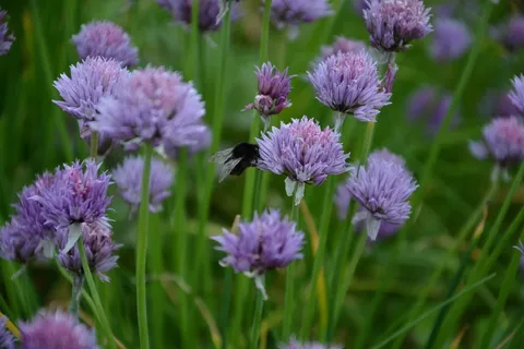 韭菜,韭菜花,食物,鹰嘴豆,昆虫,草药,植物,草药园 韭菜,韭菜花,食物,鹰嘴豆,昆虫,草药,植物,草药园