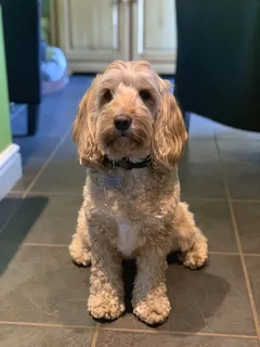 狗，动物，宠物，哺乳动物，犬，英国，斯温顿，地板